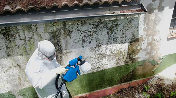 Trusted Attic Mold Removal service in Kirkland, IL - Cheap Mold Removal